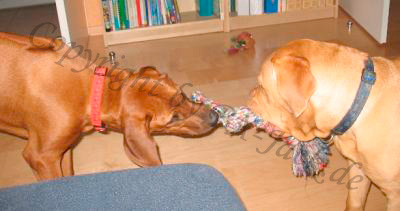 Jack und Pelle